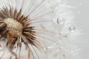 dandelion-5291382_1280.jpg