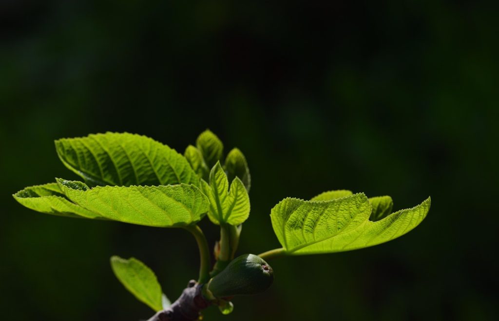 Accentverlichting-in-tuinmeubilair-een-nieuwe-dimensie-voor-buitenleven-6182624