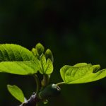 Accentverlichting in tuinmeubilair: een nieuwe dimensie voor buitenleven