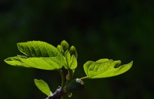 Accentverlichting-in-tuinmeubilair-een-nieuwe-dimensie-voor-buitenleven-6182624