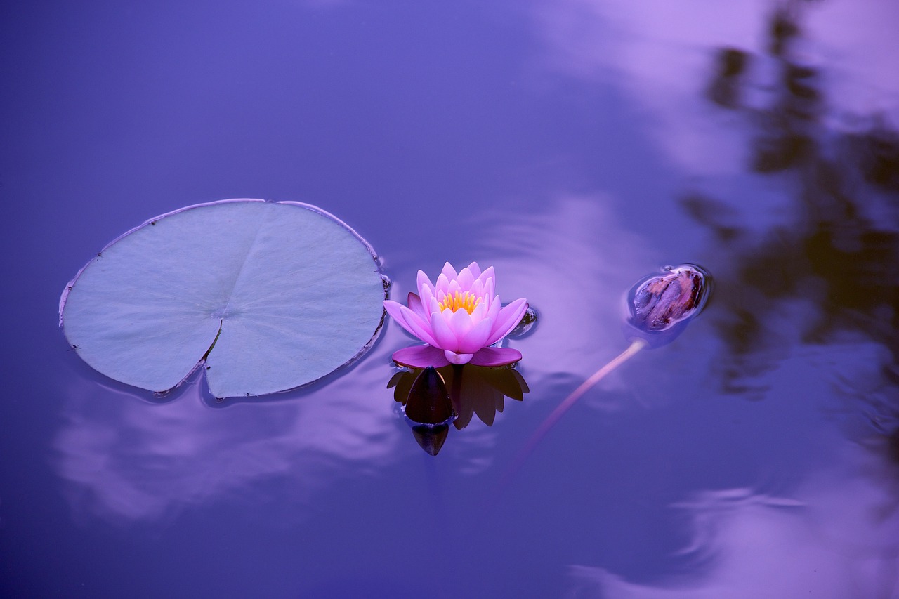 Creeer-een-meditatieve-tuin-voor-een-ontspannen-zomer-1205631