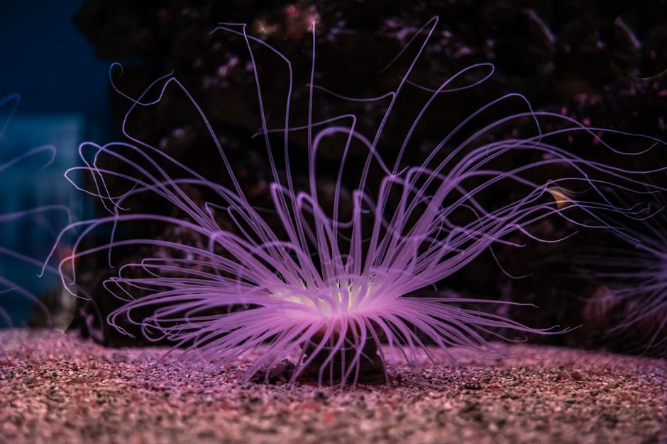 Sfeerverlichting met bioluminescente planten in tuin. Sfeerverlichting met bioluminescente planten in tuin.