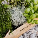 Zomerse kruiden: ultieme gids voor binnenkweek in de keuken