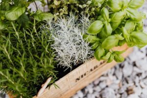 Zomerse-kruiden-ultieme-gids-voor-binnenkweek-in-de-keuken-pexels_4750311