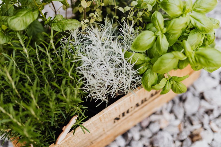 Zomerse-kruiden-ultieme-gids-voor-binnenkweek-in-de-keuken-pexels_4750311
