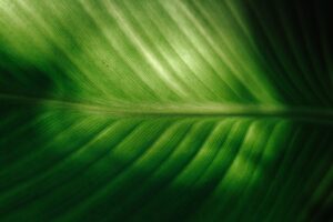 Transformeer-je-balkon-tot-een-micro-urban-jungle-unsplash_z7CyPm9uKmA
