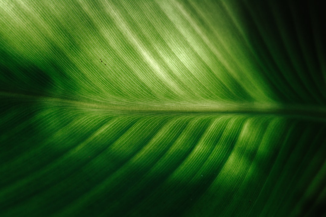 Transformeer-je-balkon-tot-een-micro-urban-jungle-unsplash_z7CyPm9uKmA