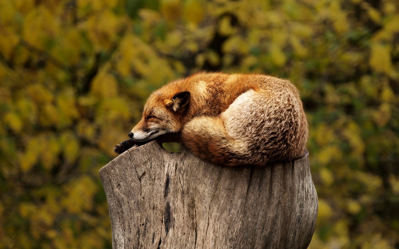 Duurzaam fotobehang met levensgrote koeien<br />” title=”Duurzaam fotobehang met levensgrote koeien<br />” /><figcaption>Afbeelding: Pexels / Pixabay</figcaption></figure>
</section>
<section>
<h2 id=