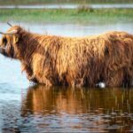 Eco-vriendelijke fotobehang keuzes: waarom dieren zoals koeien populair zijn