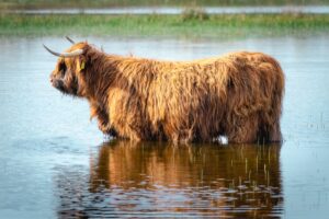 Eco-vriendelijke-fotobehang-keuzes-waarom-dieren-zoals-koeien-populair-zijn-pexels_17038355