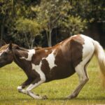 Speelse paarden fotobehang: styling tips voor een avontuurlijke touch