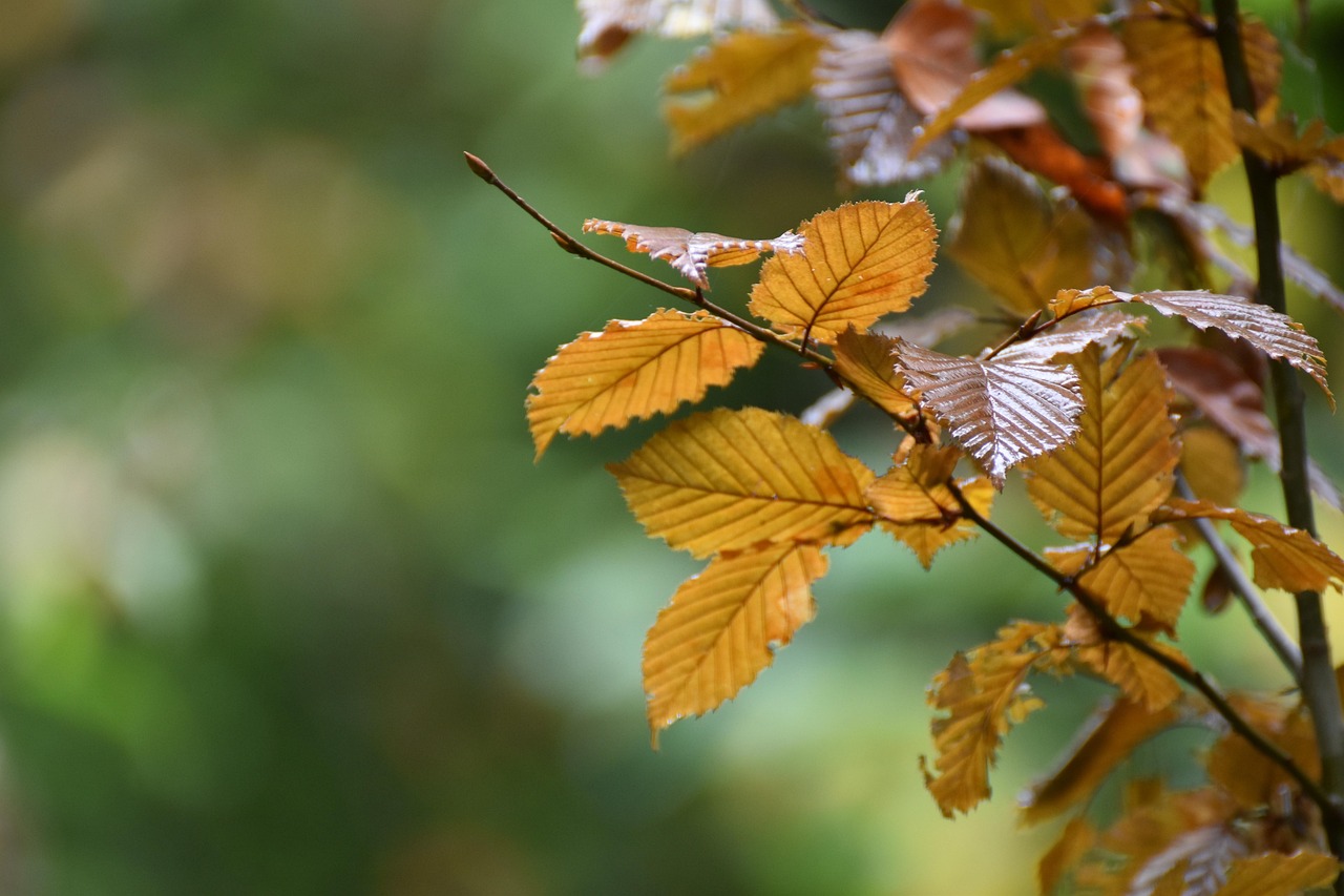 Nieuwe groene gordijnkleuren voor de herfst. Nieuwe groene gordijnkleuren voor de herfst.
