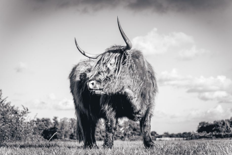 Beeldhouwwerk Schotse hooglander siert herfstinterieur.